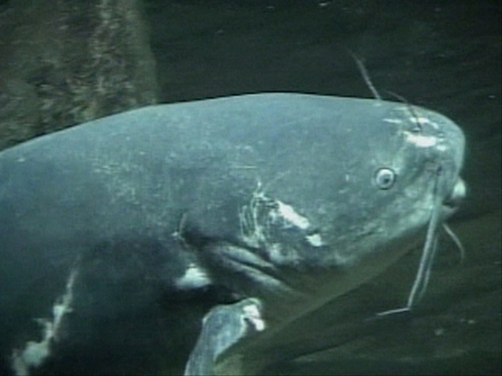 95 pound catfish via MGN Online