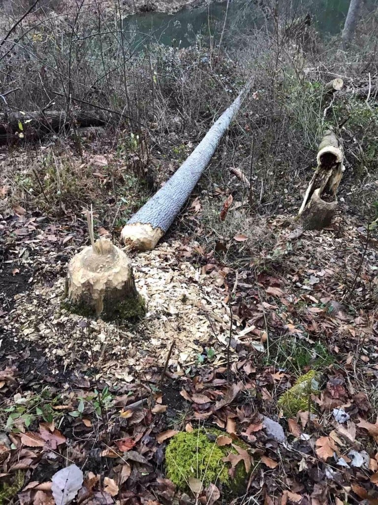 Beaver chews through base of power pole in Millstone in Letcher County knocking out power to 153 Kentucky Power customers on Thanksgiving morning on 11-28-19