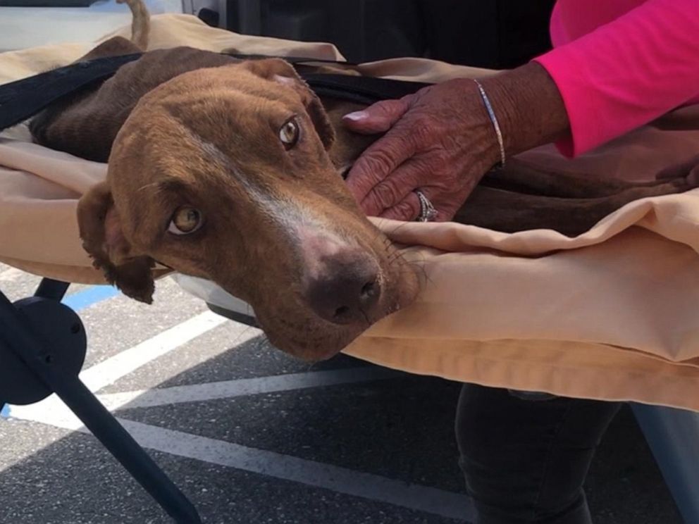 VIDEO: Dog nearly crushed under collapsed building found alive