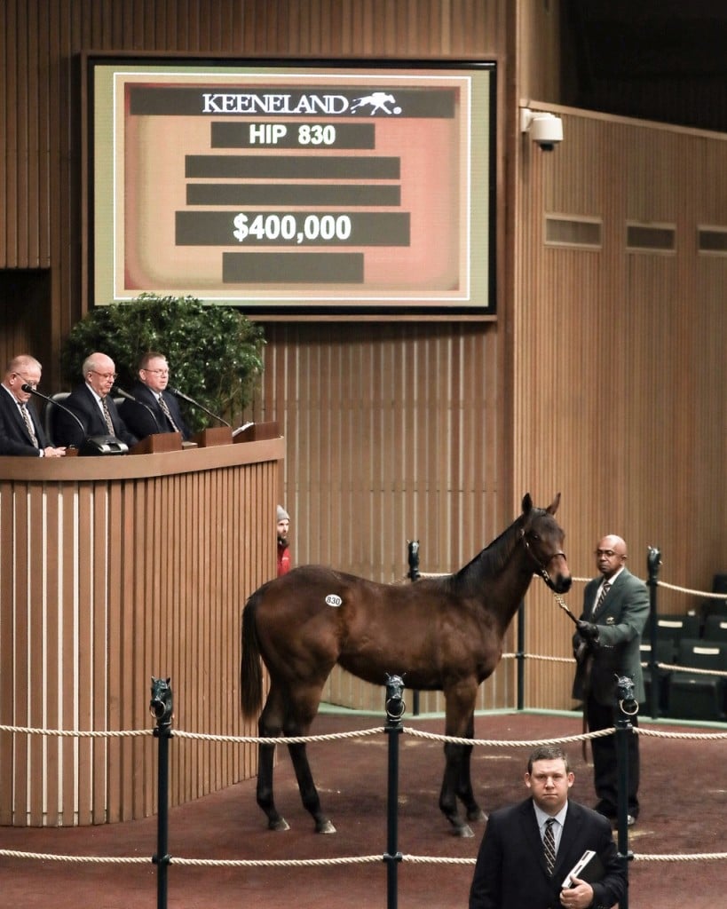 Yearling colt by Uncle Mo sells for $400