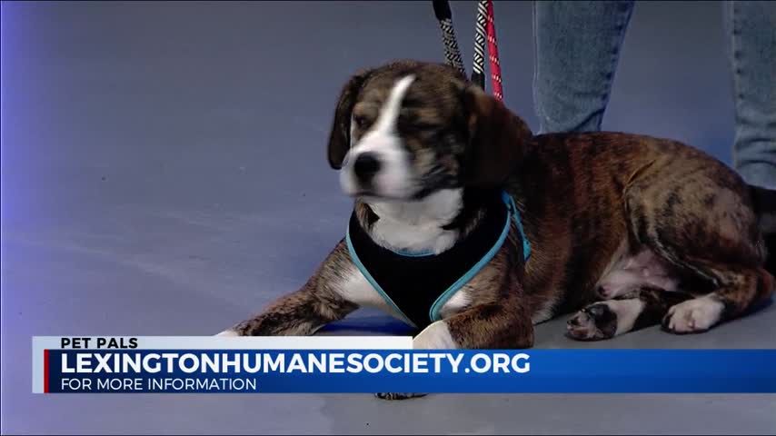 Pets need Pals Archives ABC 36 News