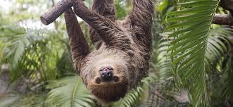 Sloth