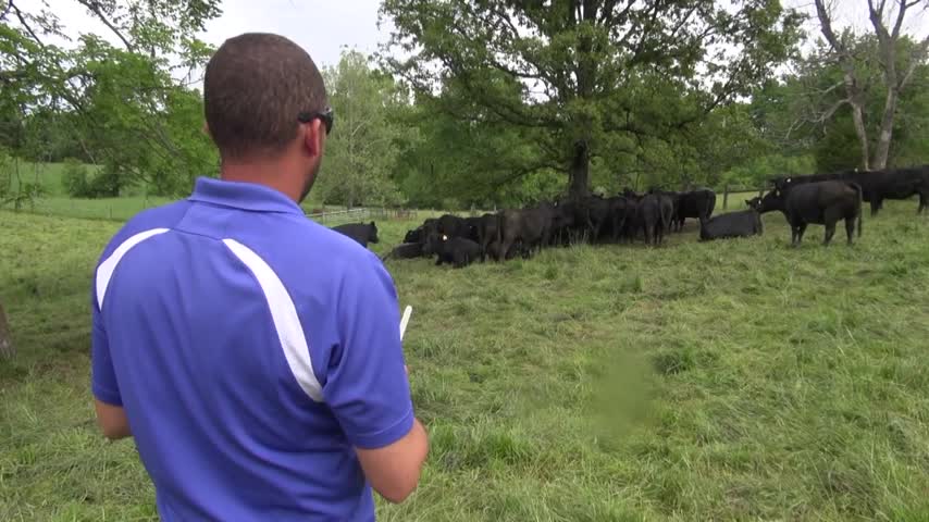 drone cattle