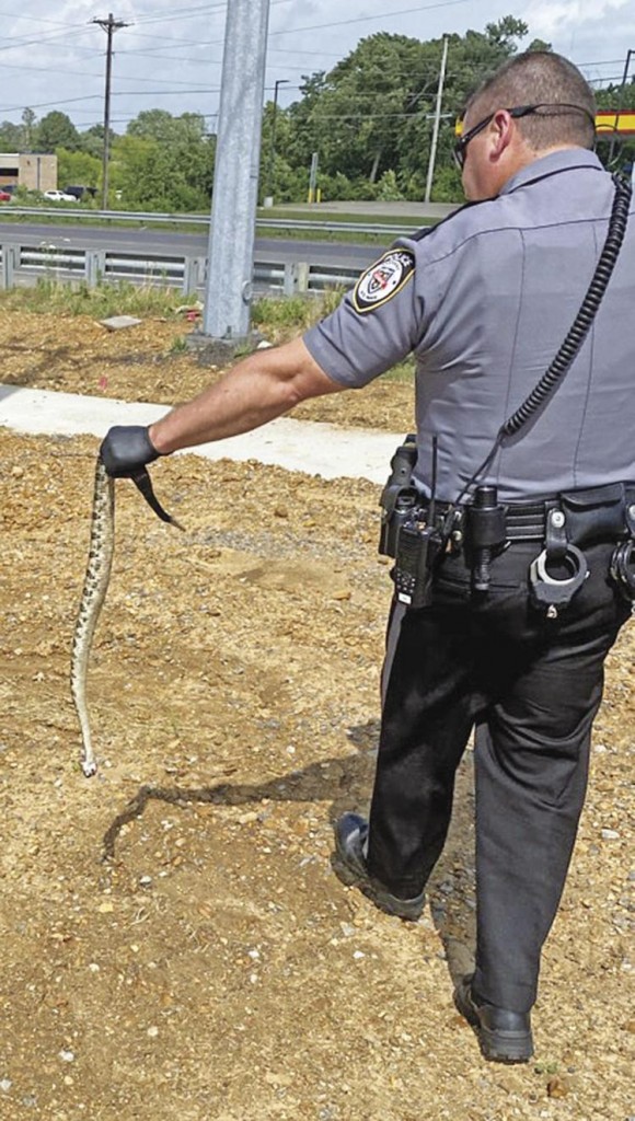 Murray Police remove rattlesnake found under wheelchair of woman near Walmart.  Photo courtesy of Murray Police.