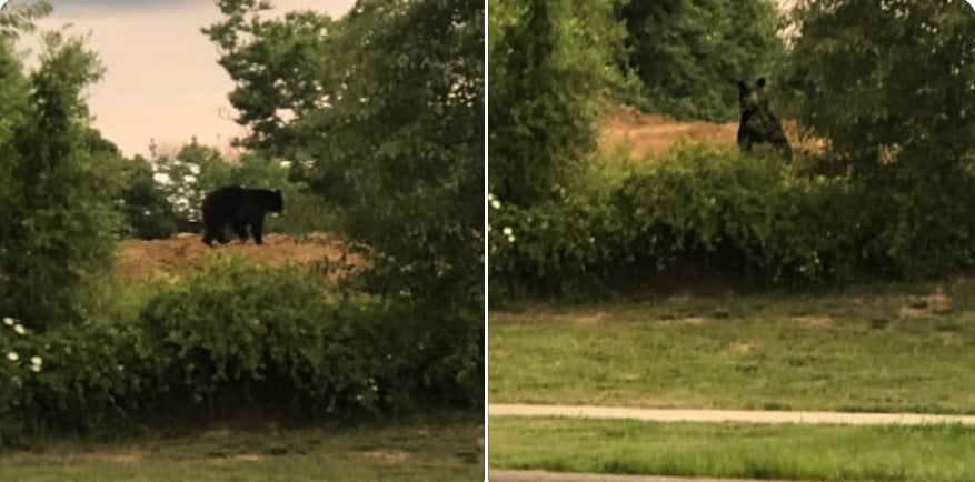 Bear spotted in Richmond