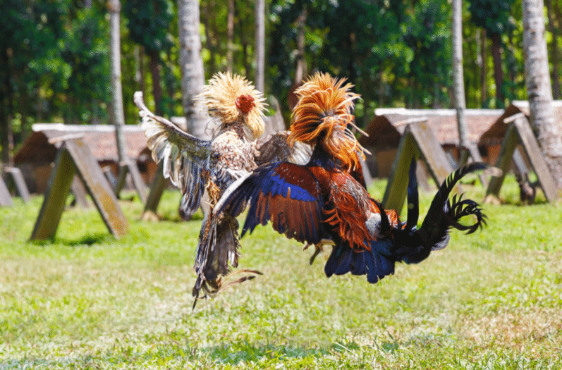 cockfighting-meaning-in-hindi-meaningkosh