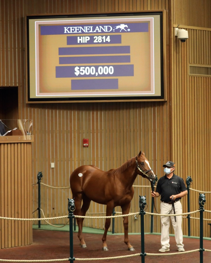Karakontie colt brings $500