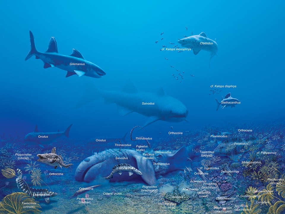 shark mural with text labels