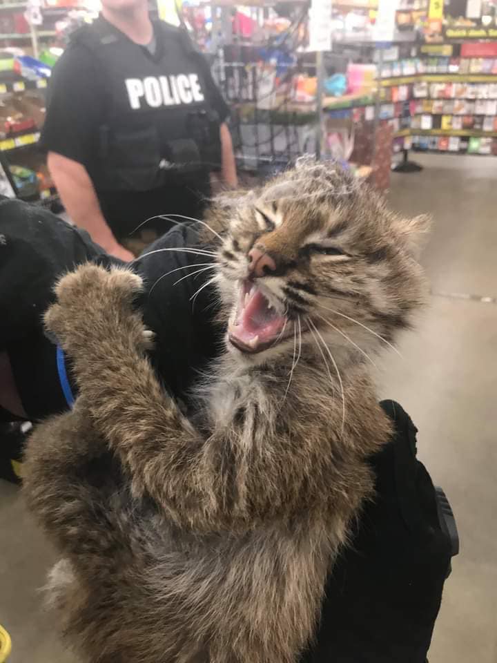 Bobcat captured in store in Floyd County 10-14-20