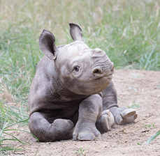 A one-month old Black Rhino at the Cincinnati Zoo is named "Ajani Joe" following a contest for the public 10-1-20