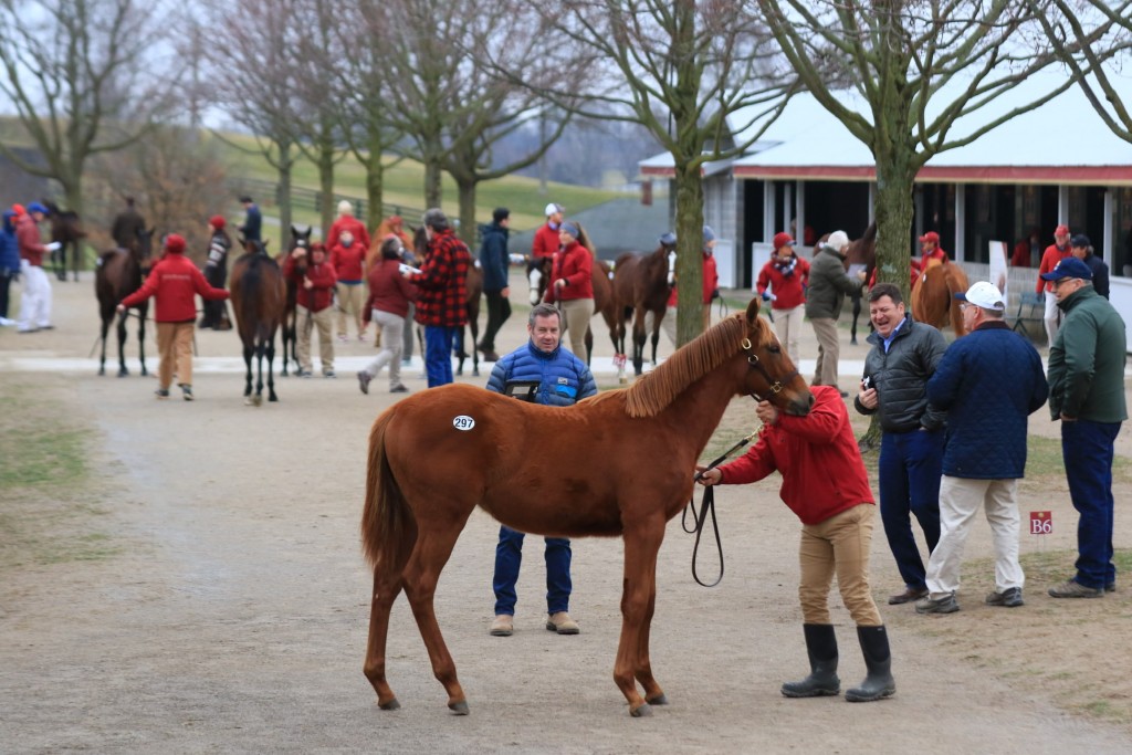 Shot from Keeneland's January Horses of All Ages Sale in January 2020