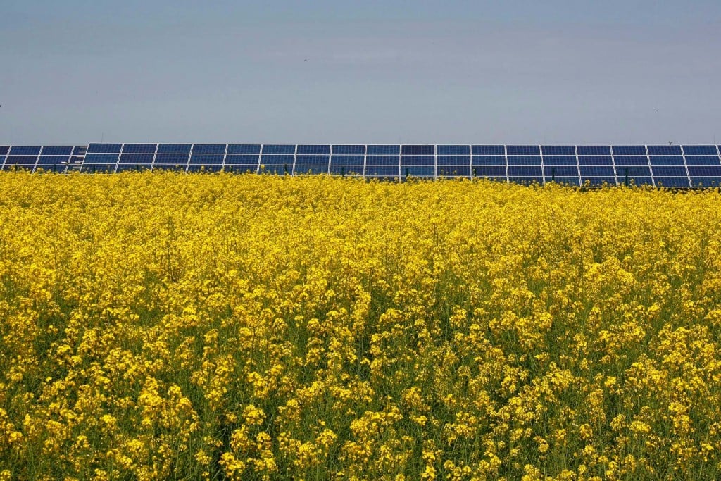 Yellow Rapeseed field in full bloom and solar panels in the background