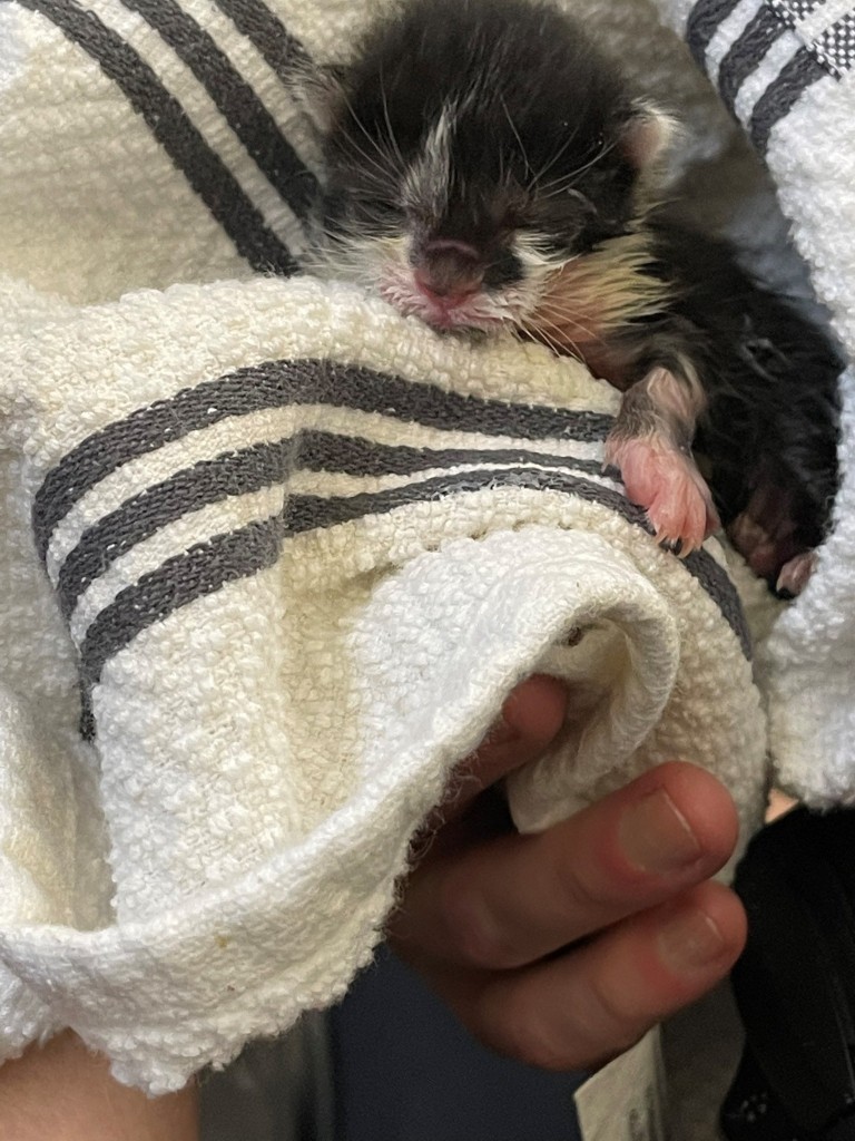 Georgetown Police rescue three newborn kittens from underneath police car 6-4-21
