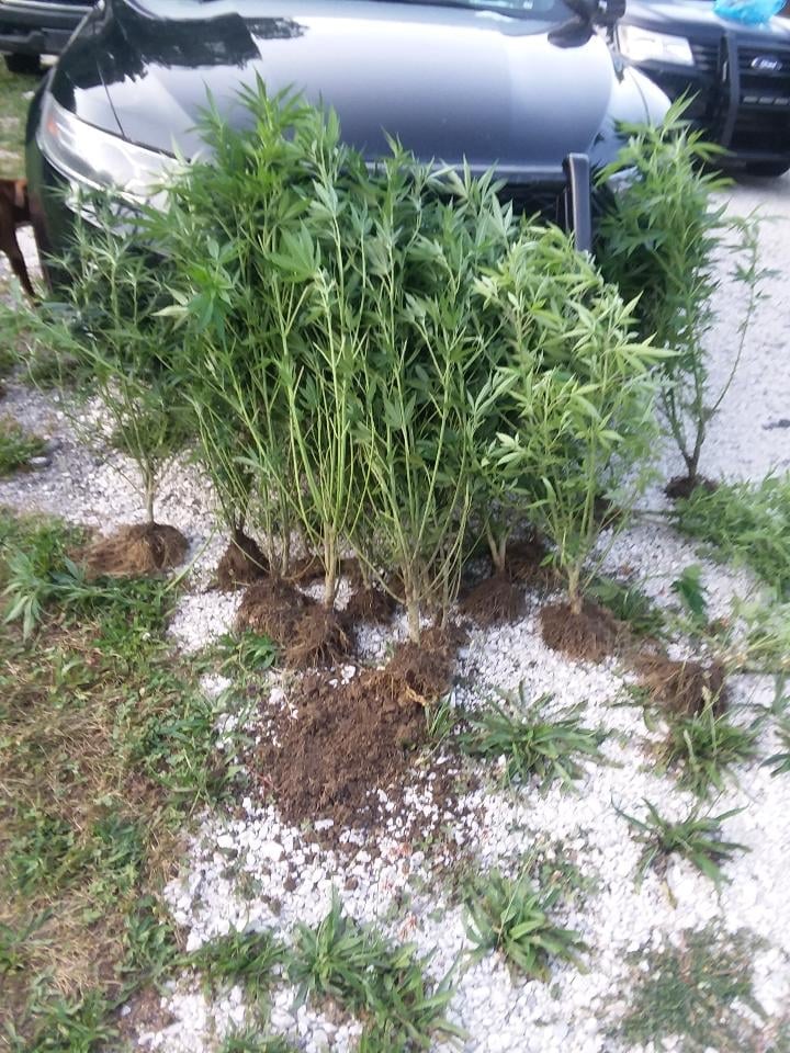 Anonymous tip leads to discovery of marijuana growing operation in Magoffin County 8-8-21