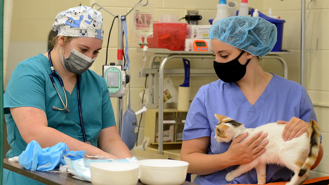 MSU veterinary technology seniors earn 100% pass rate on credential exam