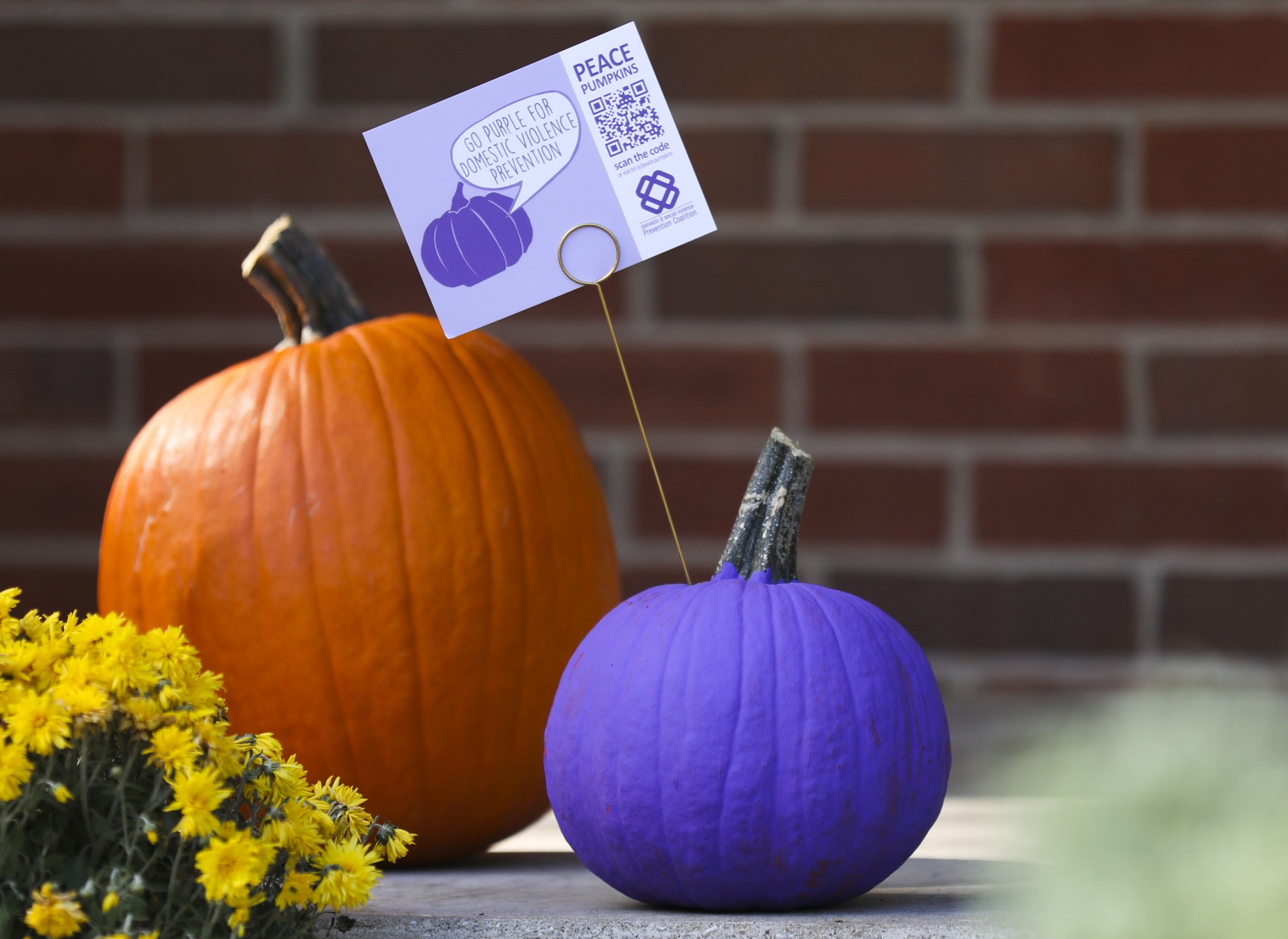 Purple pumpkins raise awareness of domestic violence - WTVQ