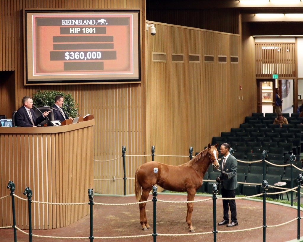 Hip 1801 Audible Weanling Filly 360000