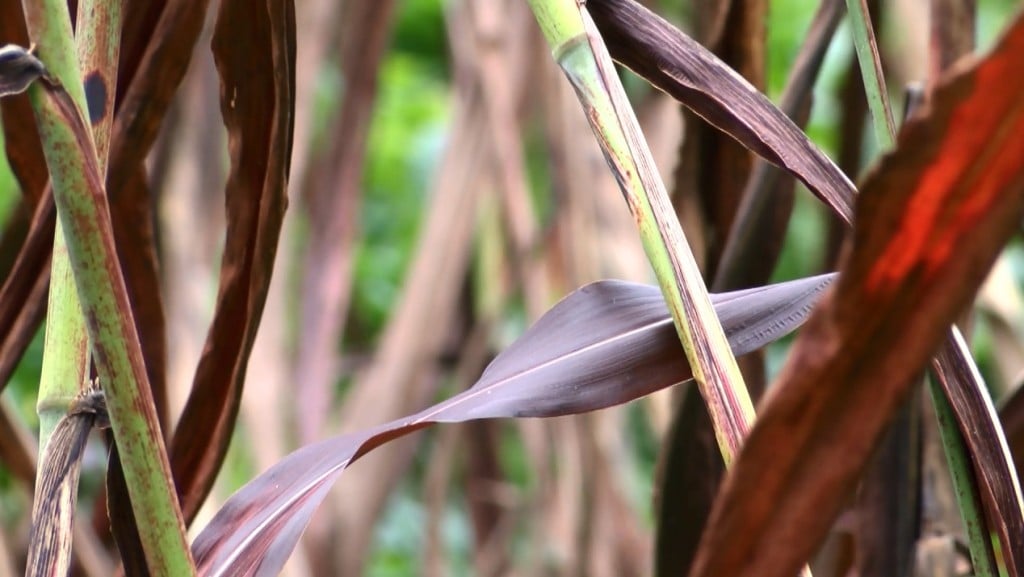 Sorghum Closeup
