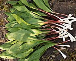 Ramps Wild Edible