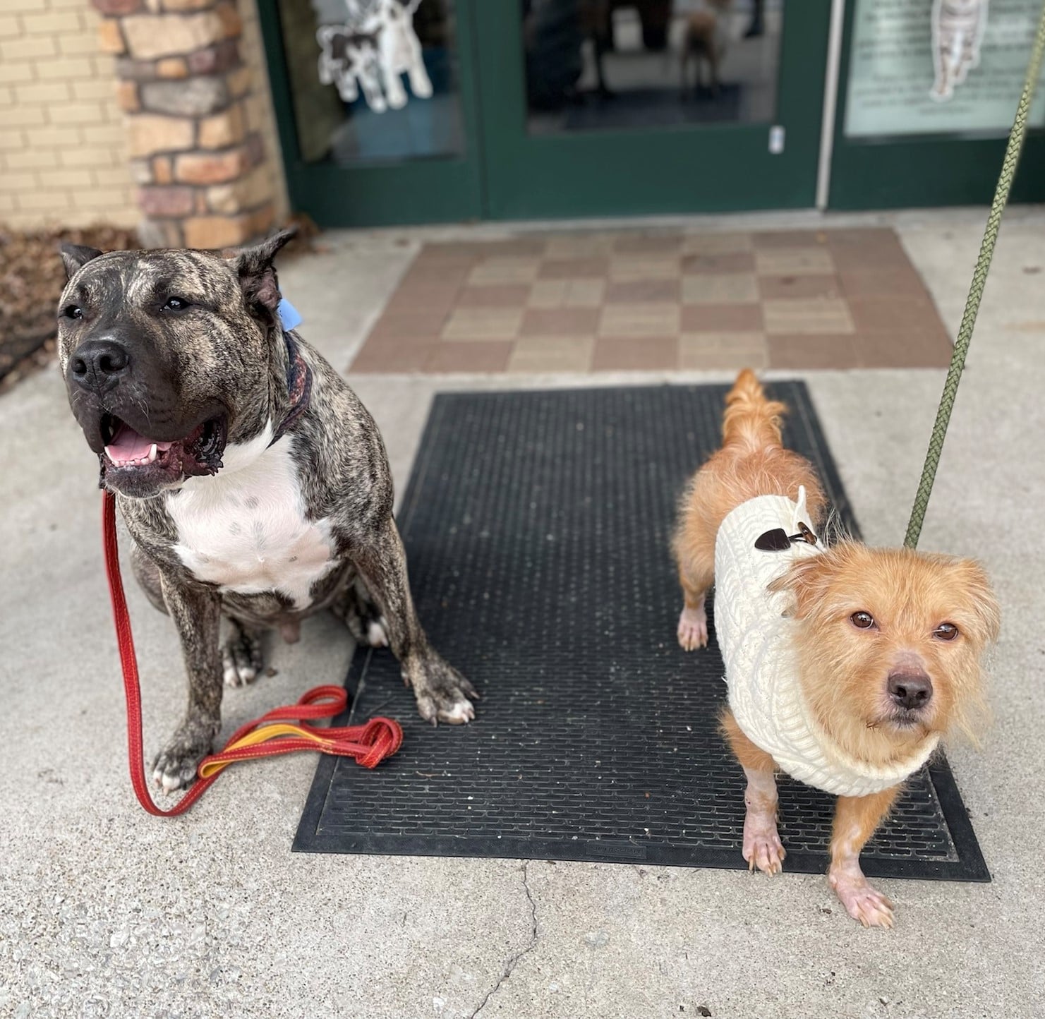 Ethan the Dog's rescue story continues to give ABC 36 News