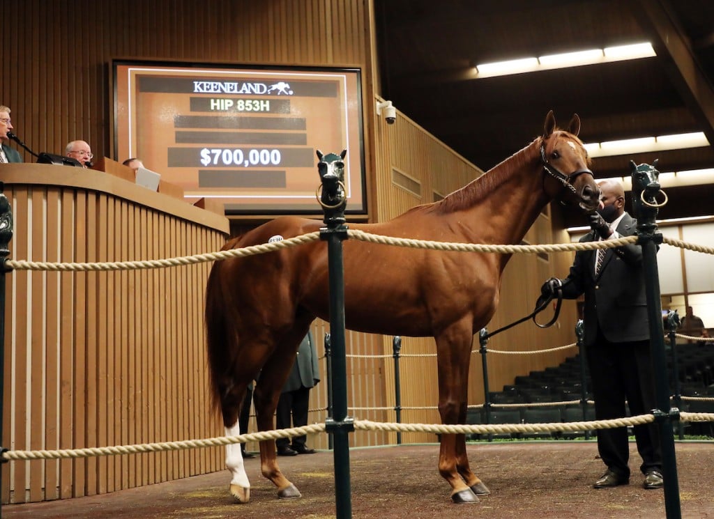 Hip 853h, Belgrade, 2022 Keeneland January Horses Of All Ages Sale