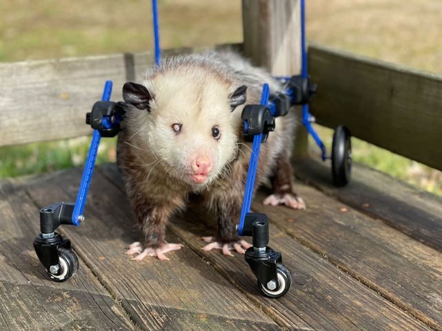 Kewpie In His Opossum Wheelchair