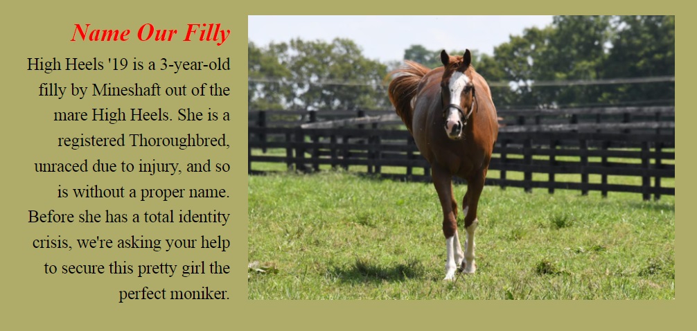 Filly