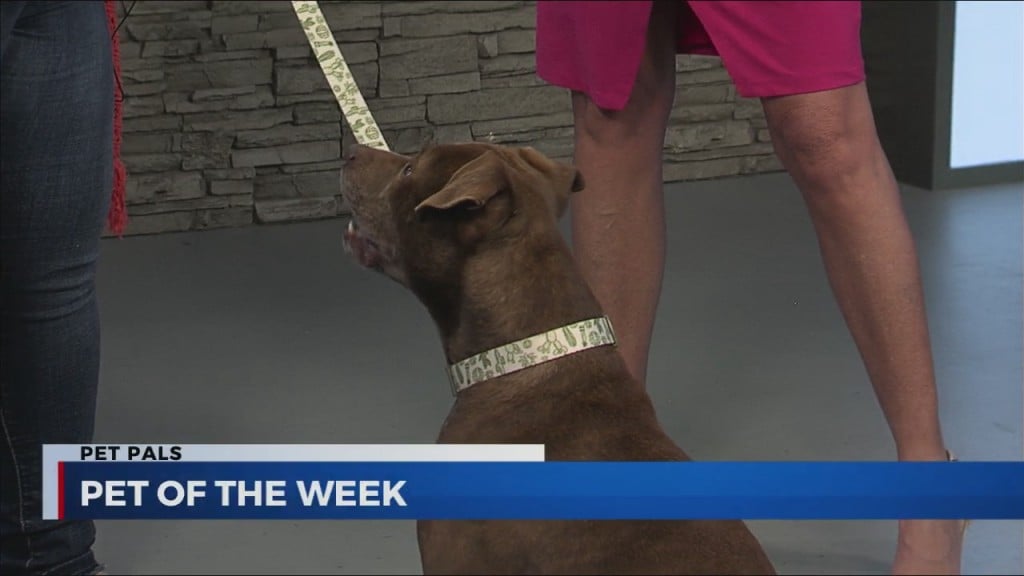 Woodford Humane With Beth Oleson And 5 Year Old Pit Bull "big Mack" 3 3 2022
