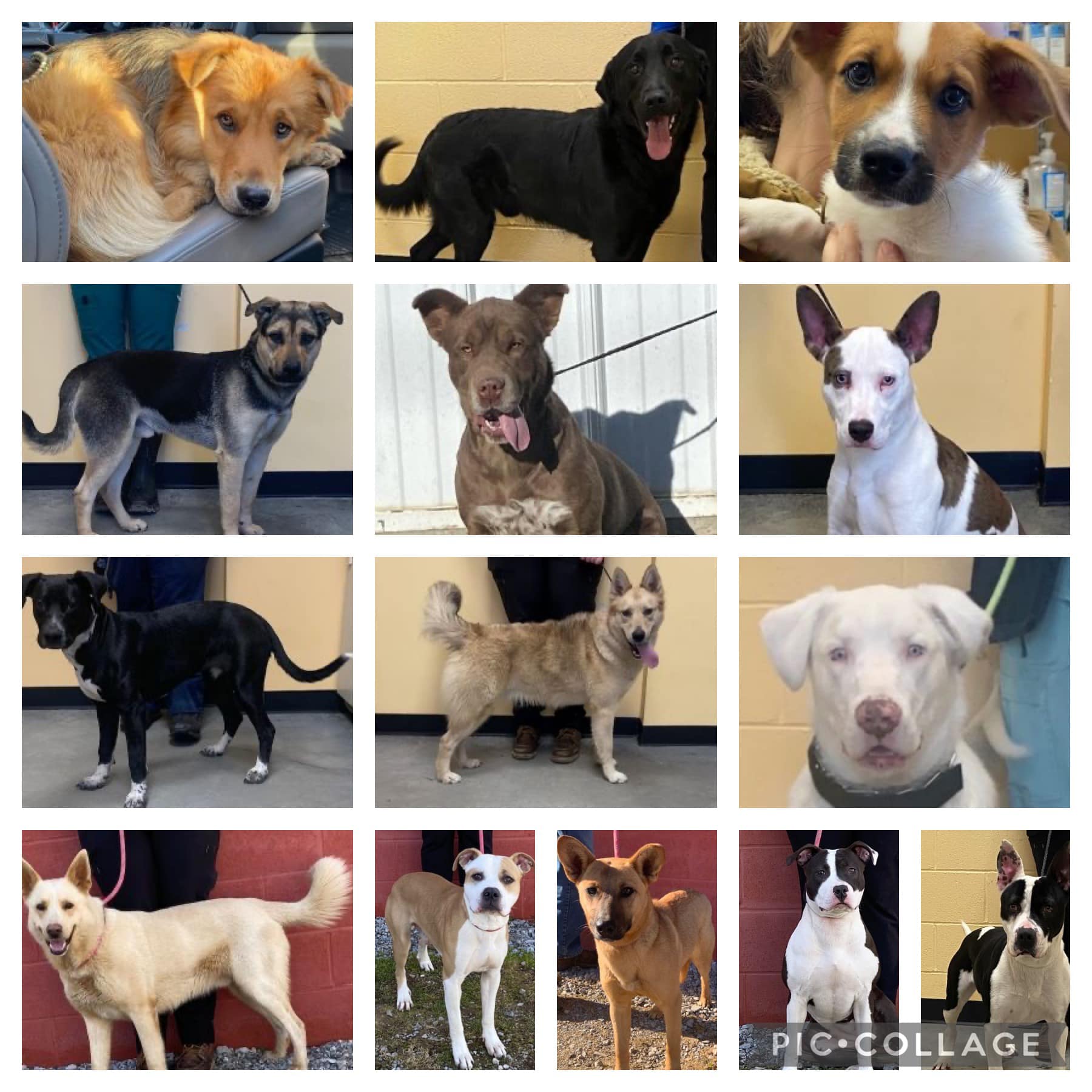 Urgent adoptions needed at Clark County Animal Shelter ABC 36 News