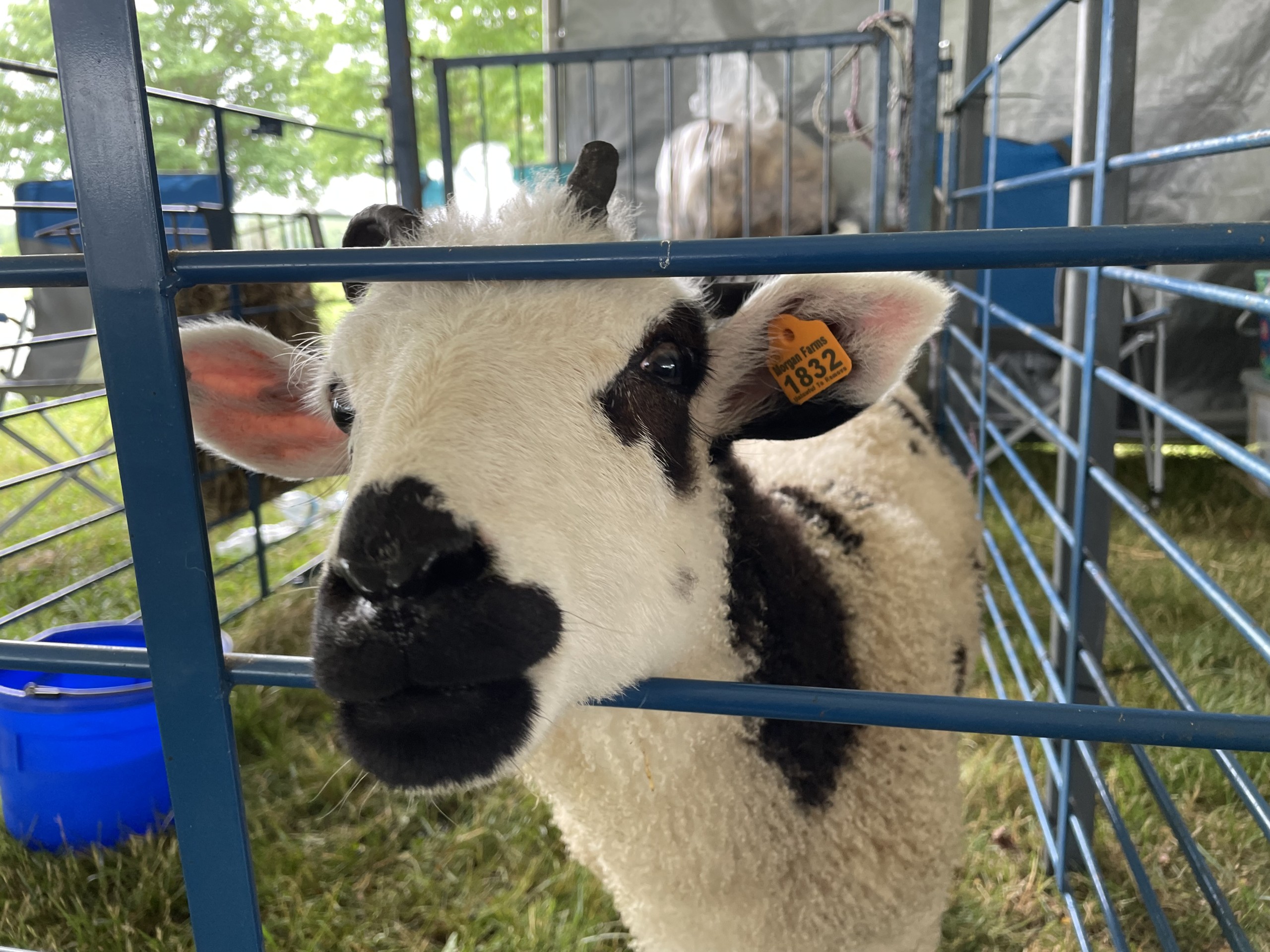 Kentucky Sheep and Fiber Festival returns – ABC 36 News