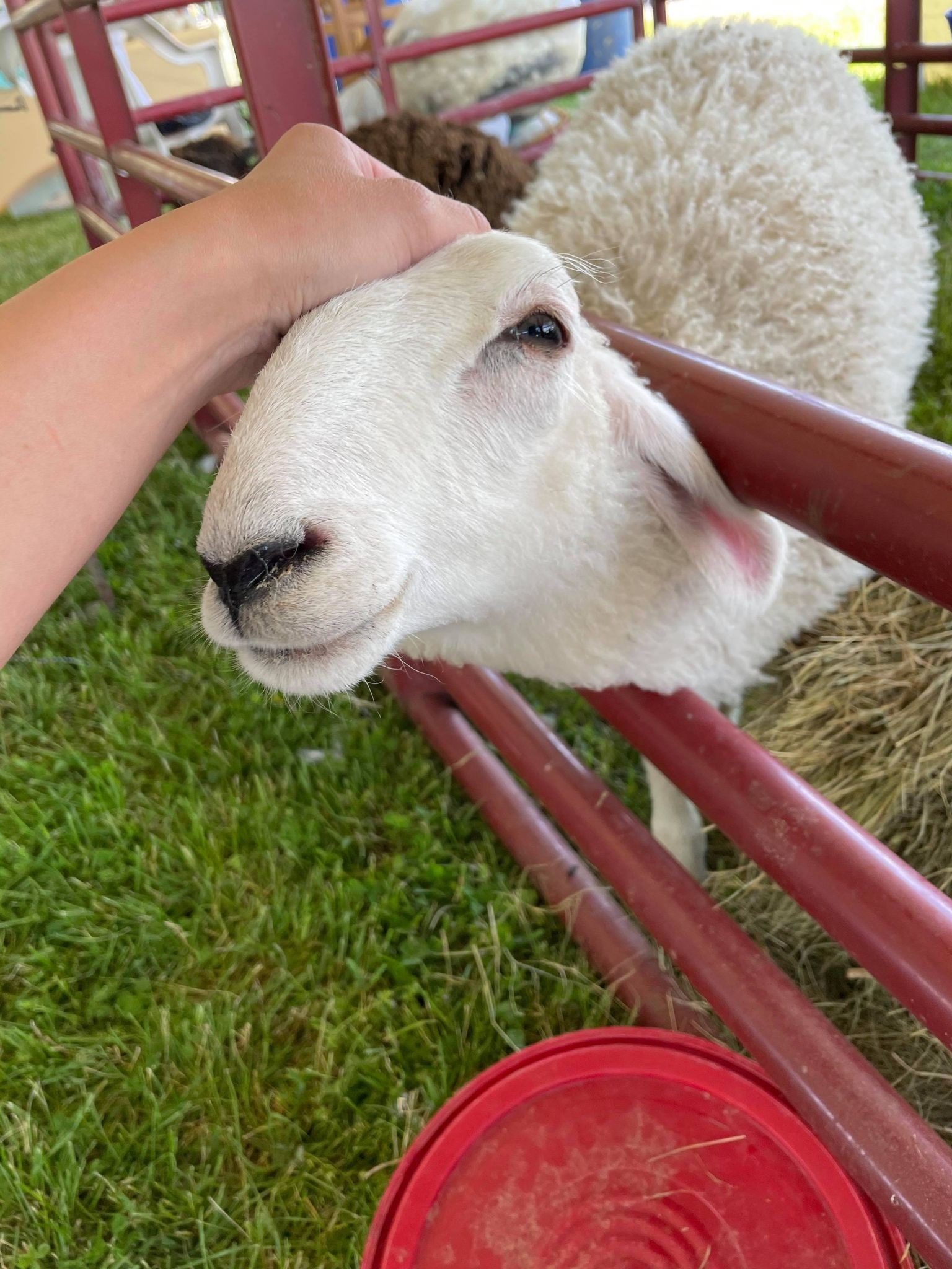 Kentucky Sheep and Fiber Festival returns to Masterson Station Park ...