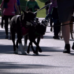 Mutt Strut