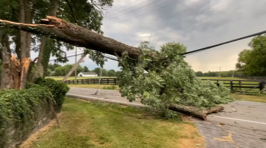 Tree Down