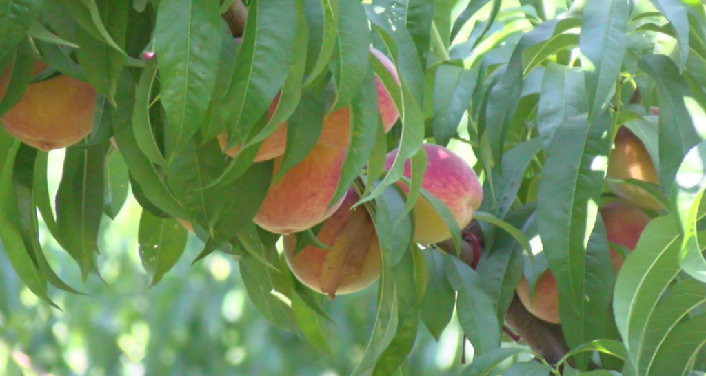 Eckert's Orchard Peach-Palooza