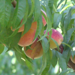 Eckert's Orchard Peach-Palooza