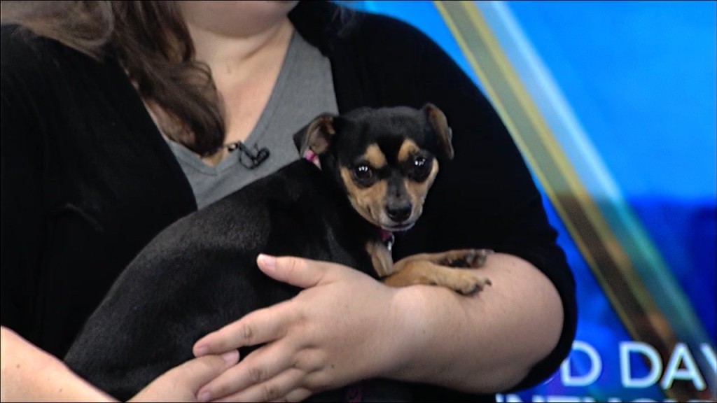 Woodford Humane Society 7/7/22