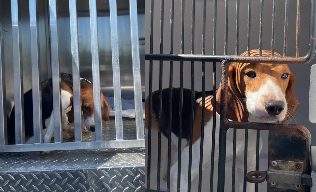 Beagles Rescued From Va