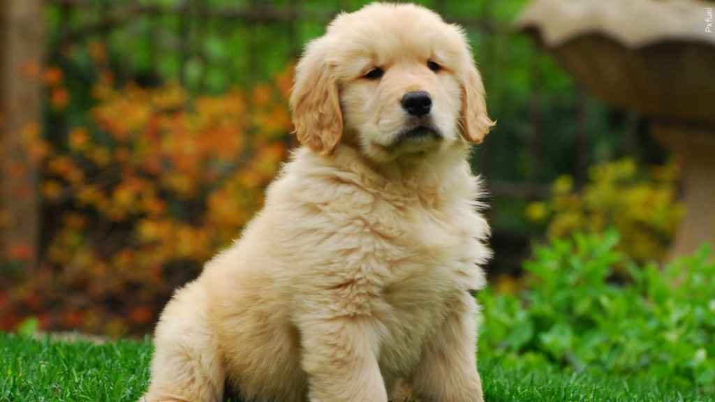 Puppy