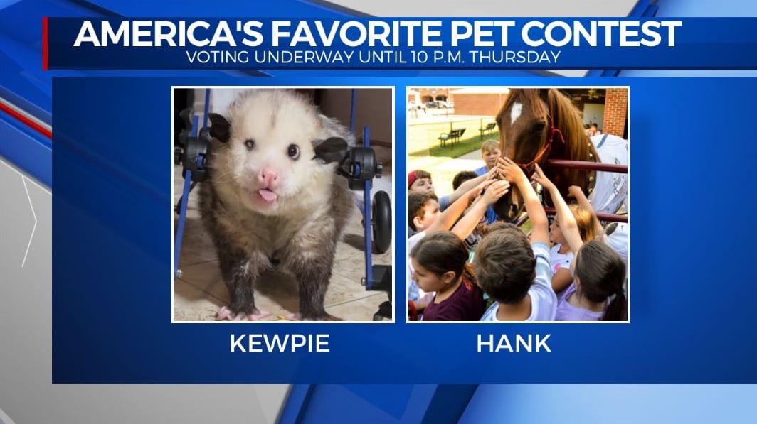 Two Kentucky animals in America's Favorite Pet contest ABC 36 News