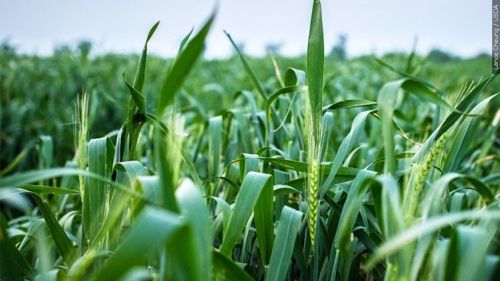 Wheat fields