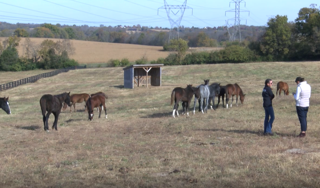Asbury Equine Department