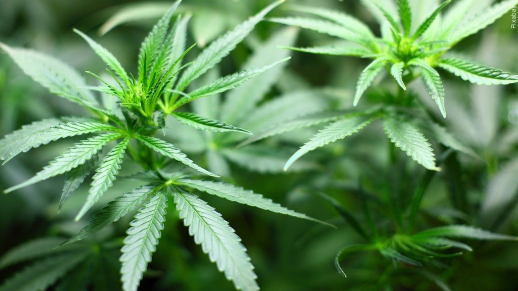 Marijuana