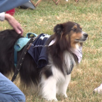 Canine