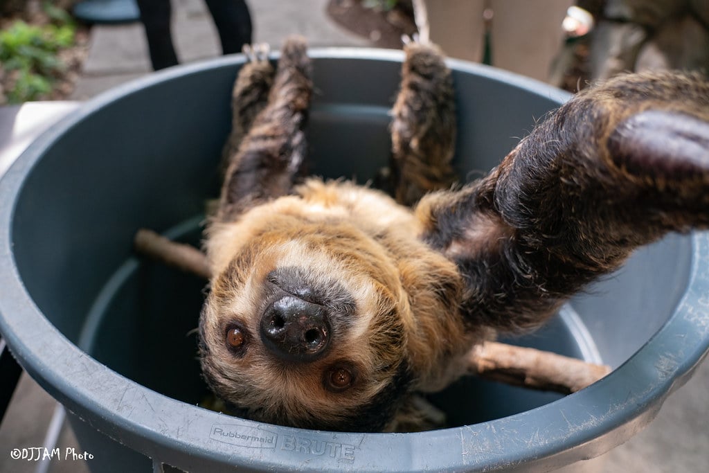 Cincinnati Zoo Expecting Sloth Baby