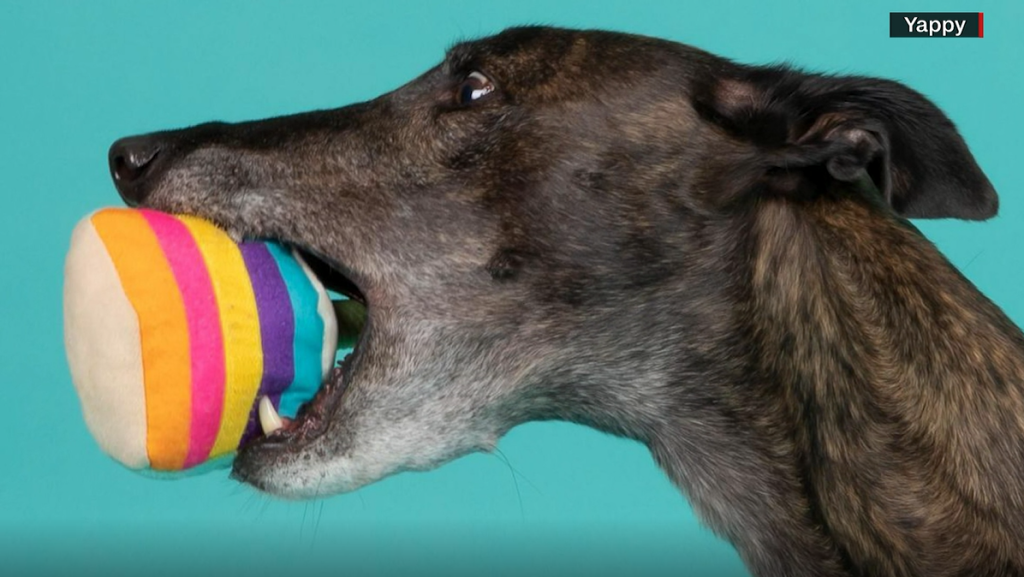 Yappy1