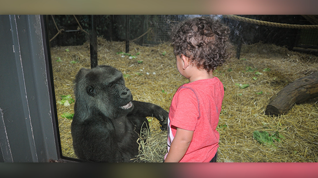 Louisville Gorilla Helen