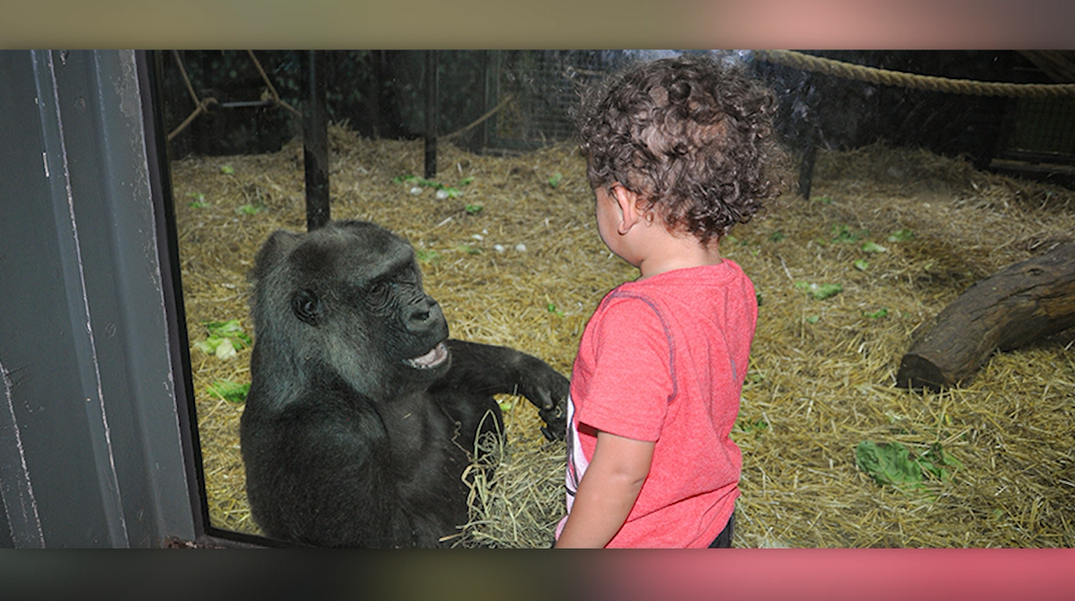 Helen the 64-year-old gorilla dies at Louisville Zoo