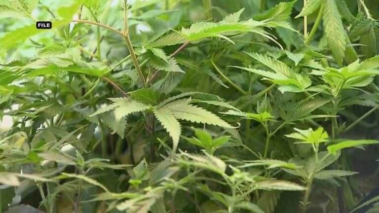 Med Marijuana