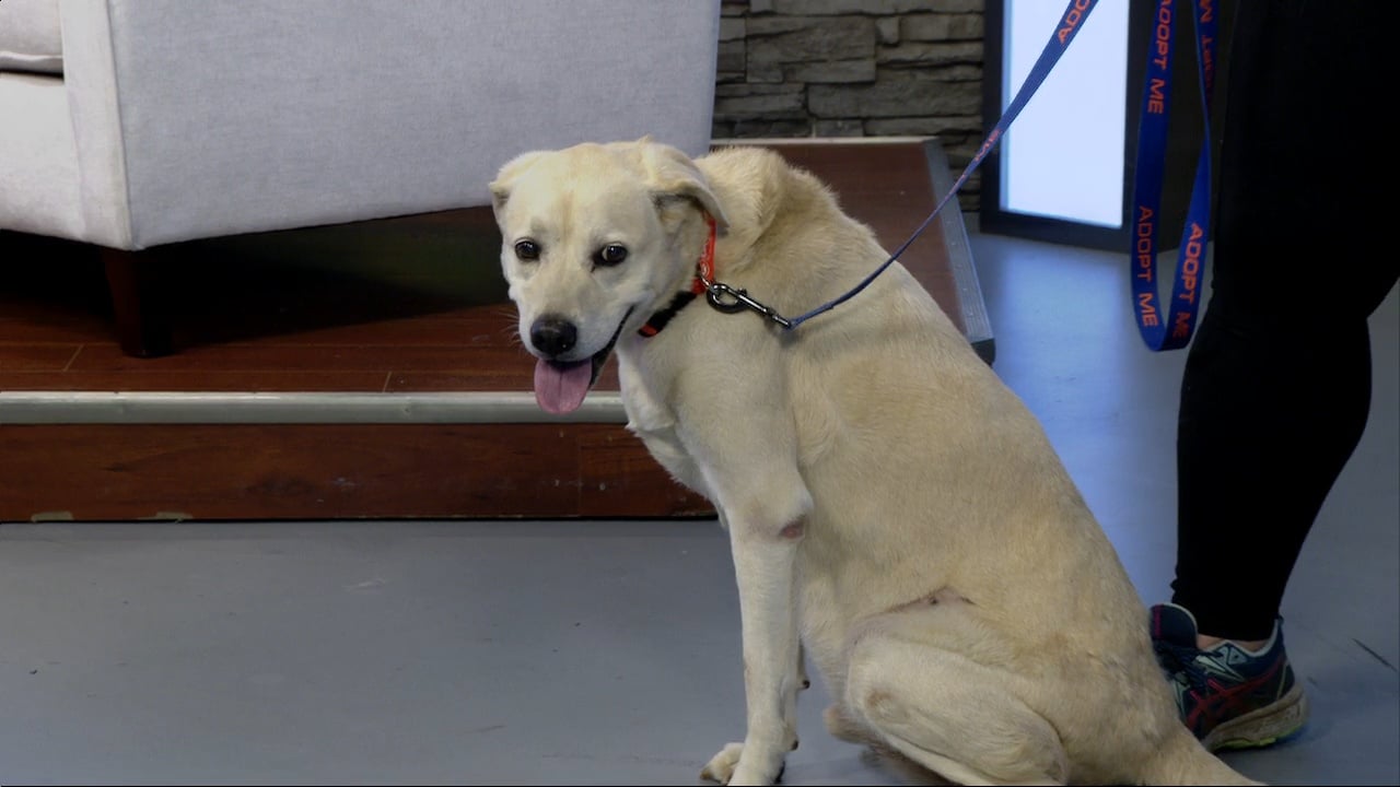 Woodford Humane Society Beth Oleson and Aspen 11/10/2022 ABC 36 News