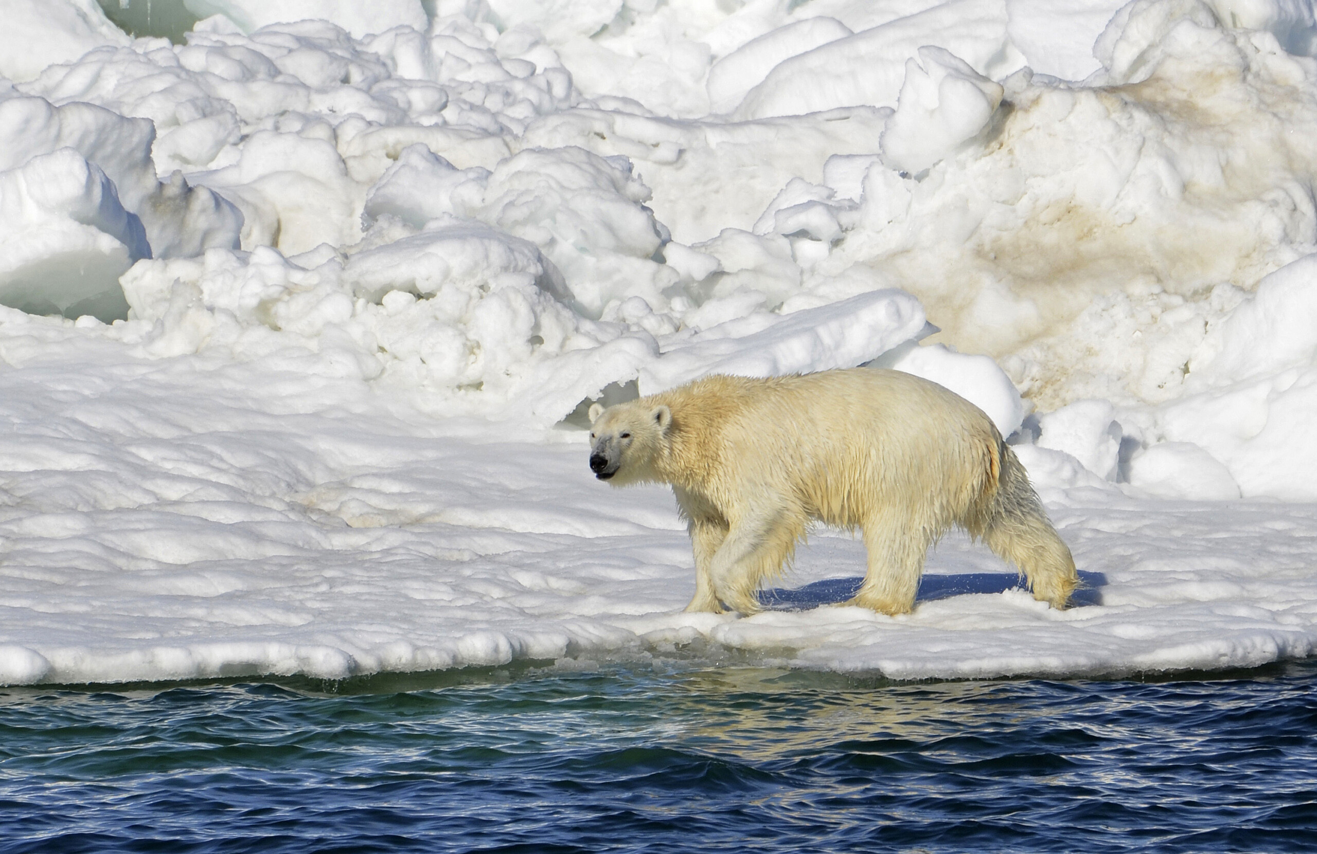 Polar bear kills woman, boy in remote Alaska village - Vimarsana News